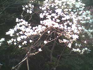 源氏山山頂の花