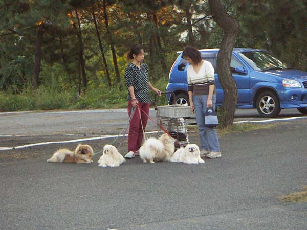散歩中ペット風景