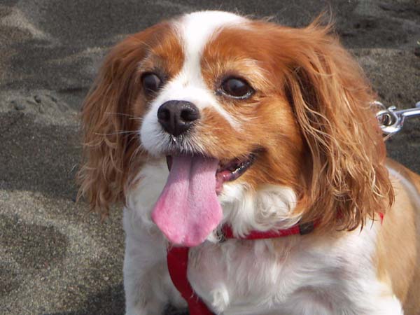 海岸のペット風景