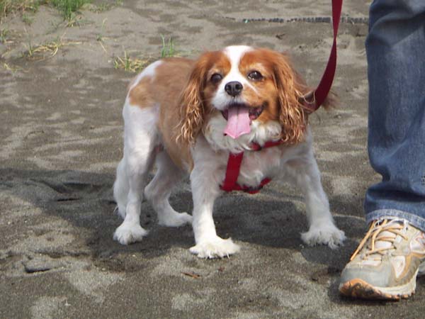 �C�݂̃y�b�g���i