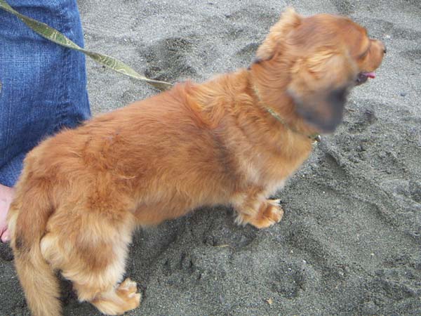 海岸のペット風景