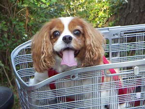 喜んで駆け回るペットの風景