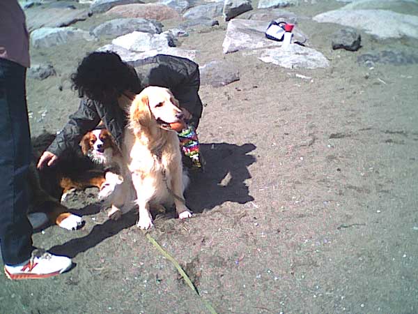 海岸のペット風景