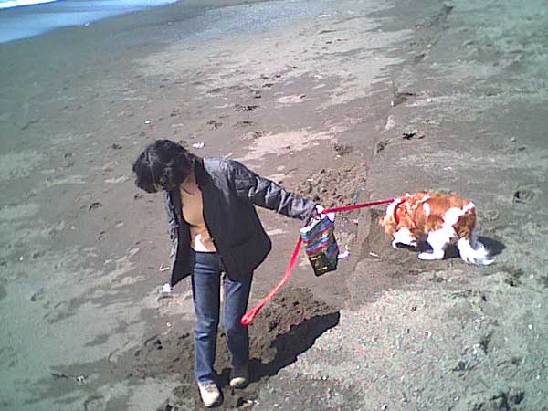 海岸のペット風景