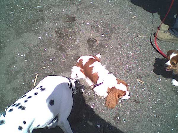 海岸のペット風景