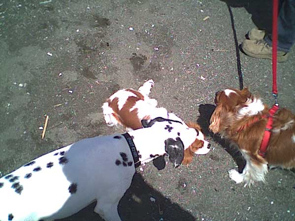 海岸のペット風景