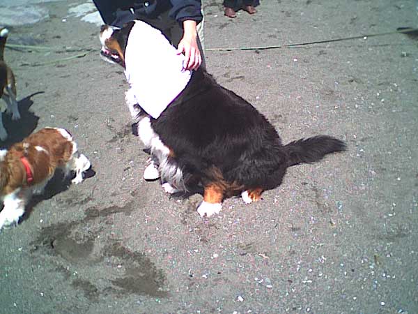 海岸のペット風景
