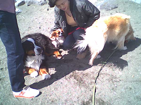 海岸のペット風景