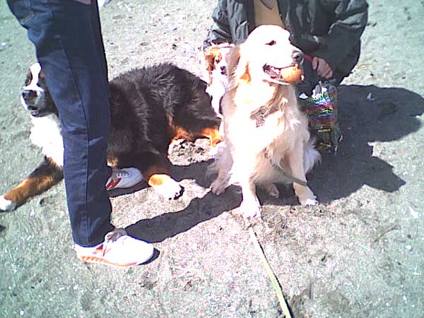 海岸のペット風景