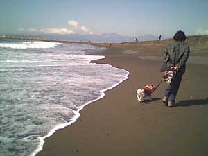 海岸のペット風景
