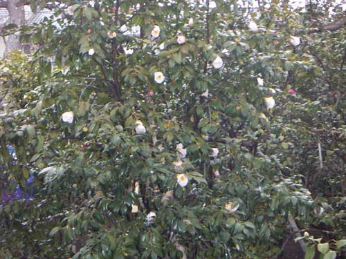 海岸の近隣風景