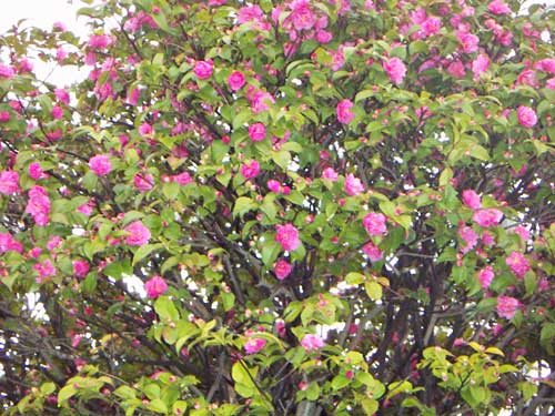 海岸の近隣風景