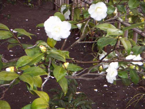 海岸の近隣風景