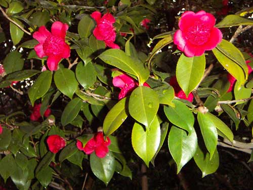 海岸の近隣風景