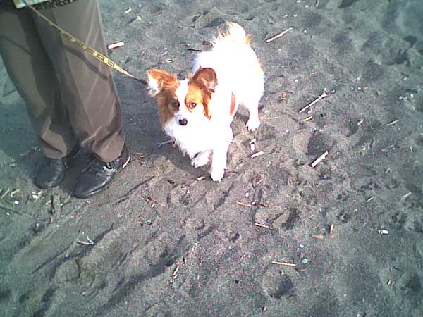 海岸のペット風景