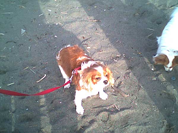 海岸のペット風景