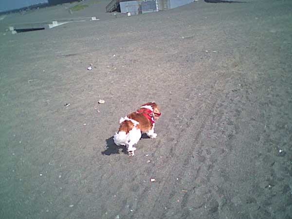 海岸のペット風景