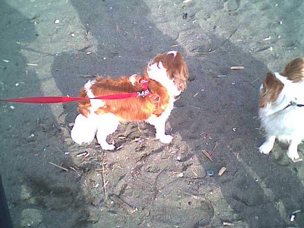 海岸のペット風景