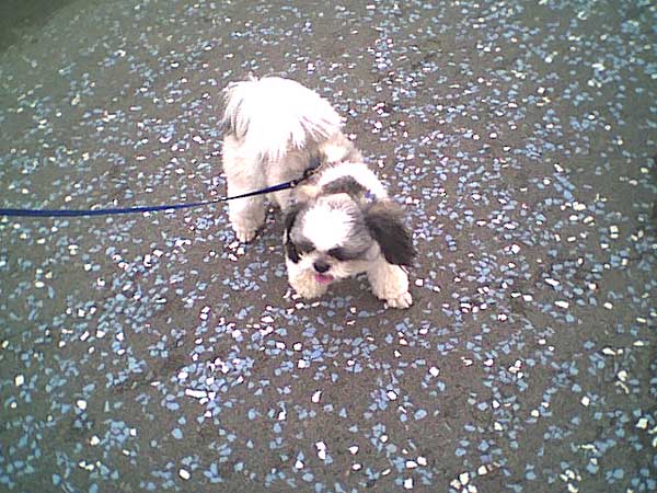 海岸のペット風景