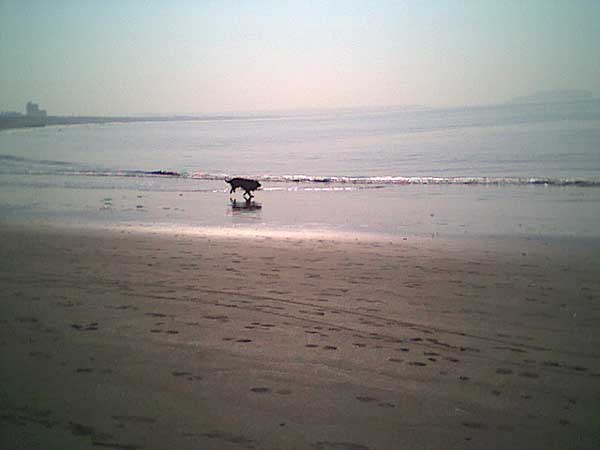 海岸のペット風景