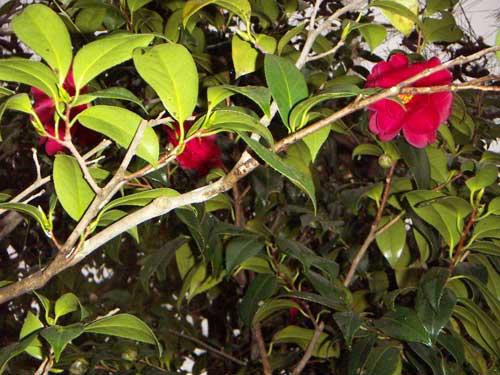 海岸の近隣風景