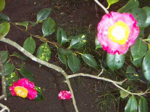 海岸の近隣風景