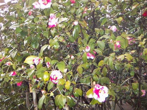 海岸の近隣風景