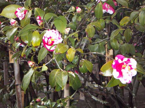 海岸の近隣風景