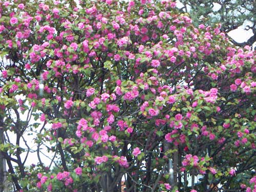 海岸の近隣風景