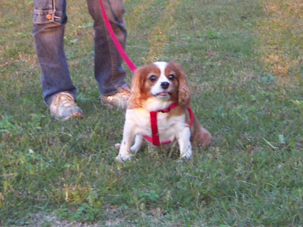 散歩中ペット風景