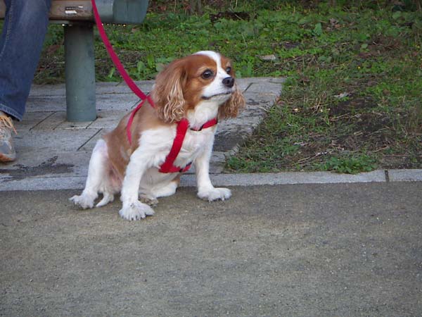 公園のペット風景