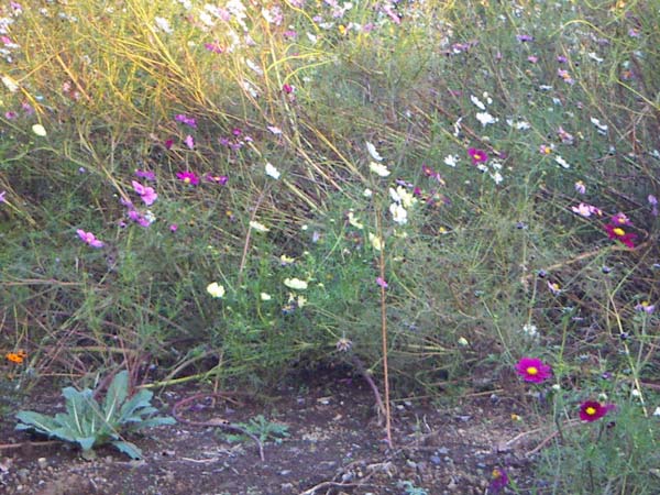 海岸のペット風景