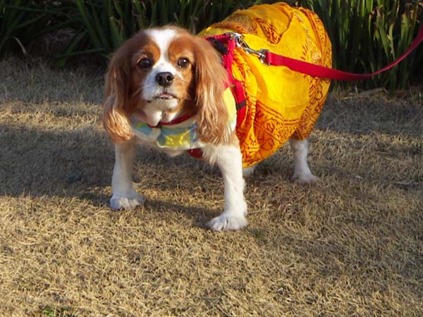 城ヶ島のペット風景