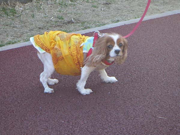 城ヶ島のペット風景
