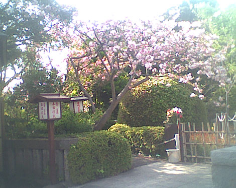 観音様境内の花