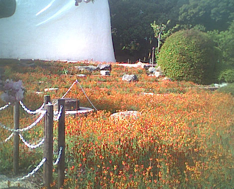 前庭のキンギョソウ