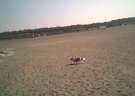 海岸のペット風景