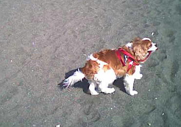 海岸のペット風景