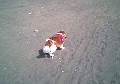 海岸のペット風景