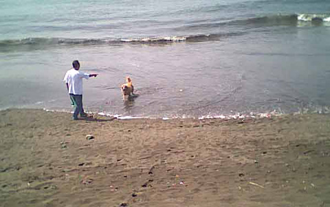 海岸のペット風景