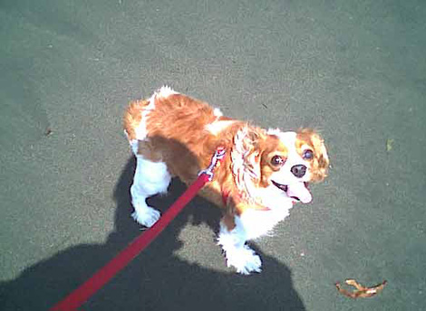 海岸のペット風景