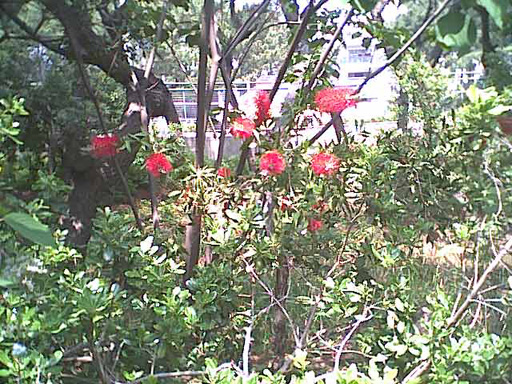 海岸のペット風景