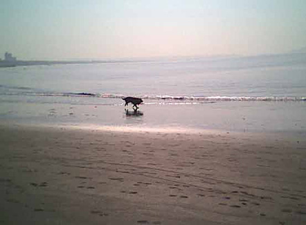 海岸のペット風景