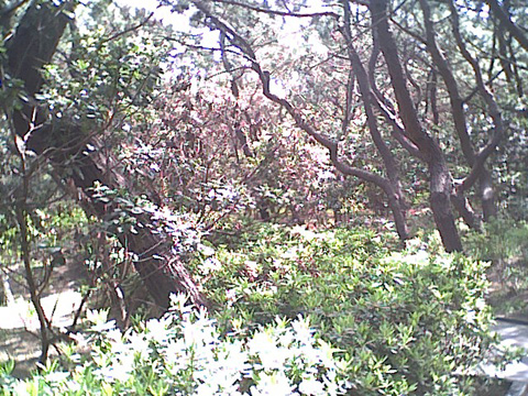 海岸のペット風景