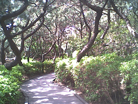 海岸のペット風景