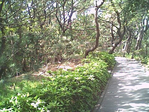 海岸のペット風景