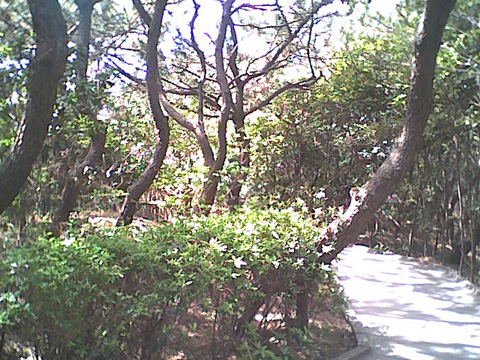 海岸のペット風景