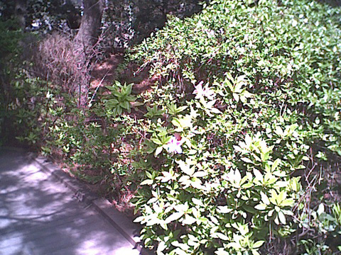 海岸のペット風景