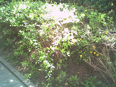 海岸のペット風景