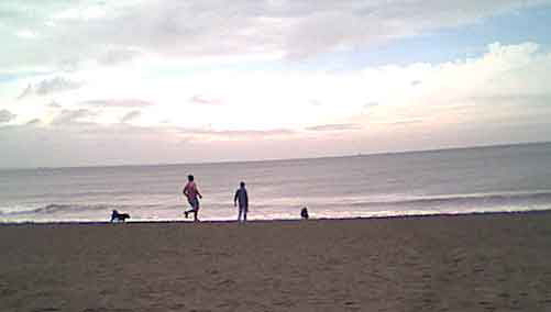 海岸のペット風景